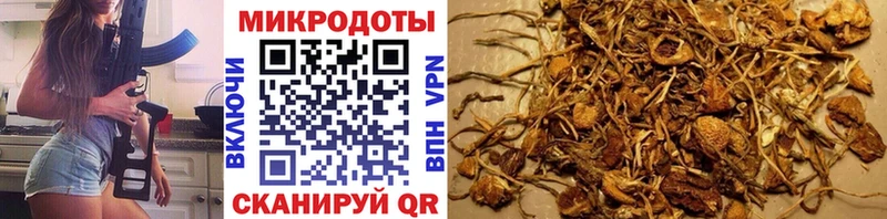 закладки Чистополь Галлюциногенные грибы Psilocybe