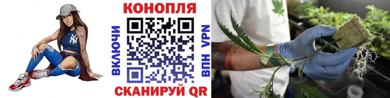 Шишки марихуана планчик  Чистополь 